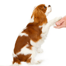 handshake