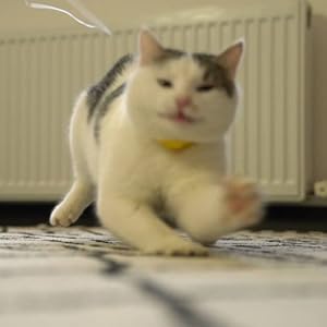 Even adult cat playing like a kitten again!