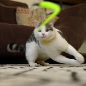 Cats are crazy about chasing games!