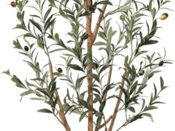 1747108088_61jLeoMWFGL._AC_SL1500_.jpg 1747108088_61jLeoMWFGL._AC_SL1500_.jpg